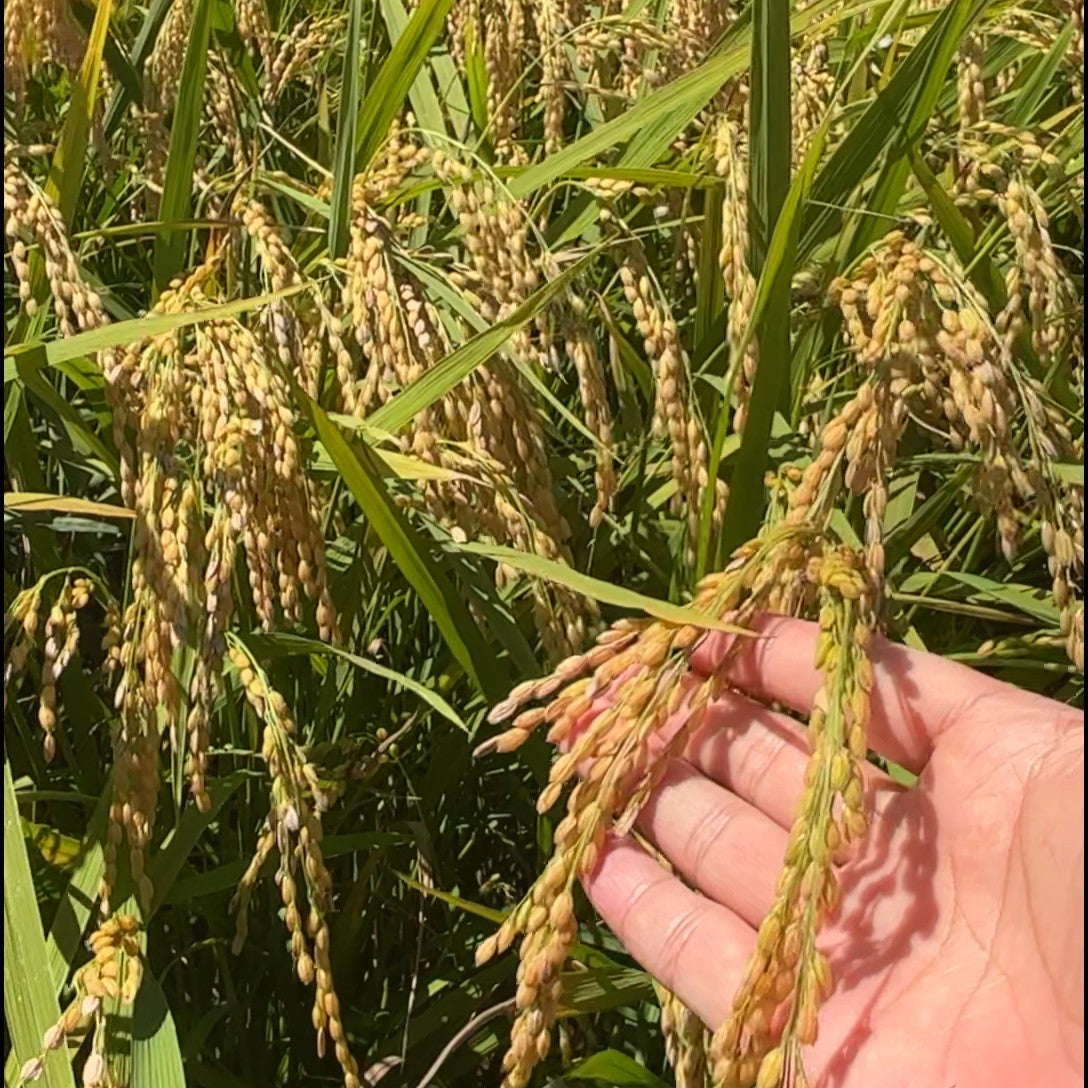 あきたこまち　5kg（2025年度産精米）