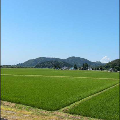 秋田県産あきたこまち【定期便】