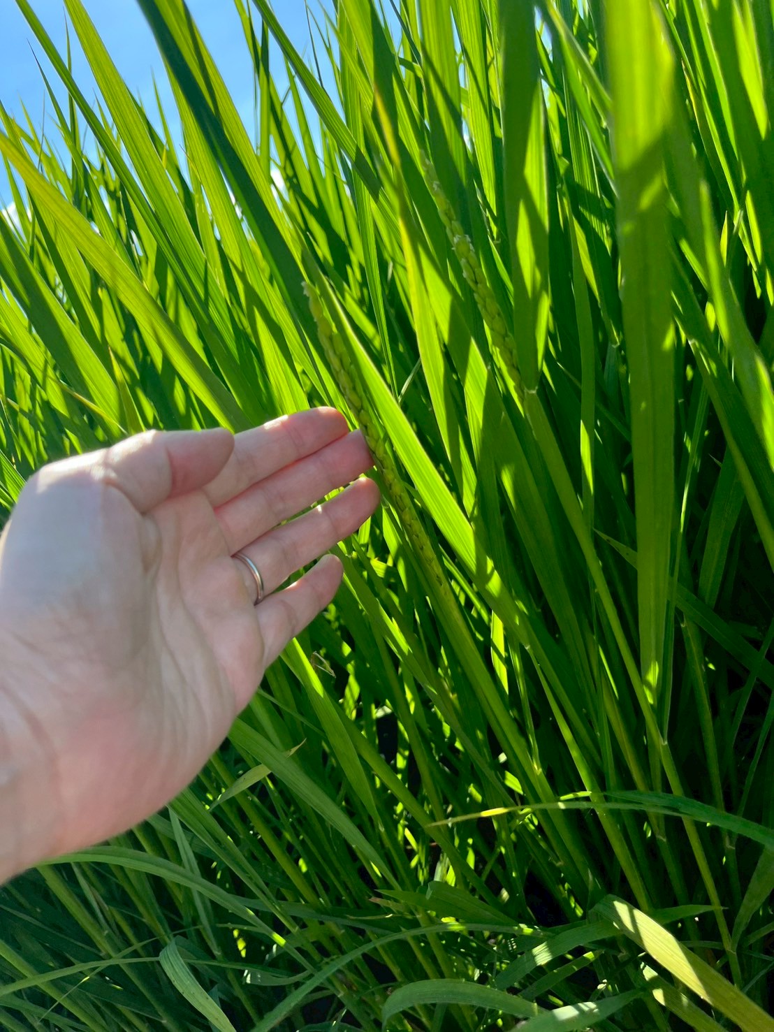 秋田県産あきたこまち【定期便】